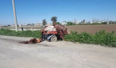 Adana’da sulama kanalında yüzlerce kesilmiş at ve eşek eti kalıntısı bulundu