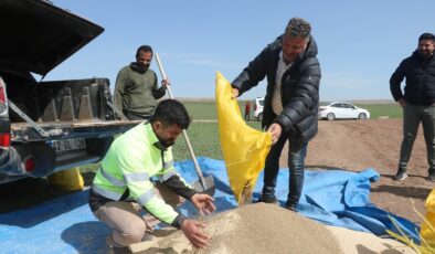 Konya’nın Kulu ilçesinde ilk defa anason ekimi gerçekleştirildi