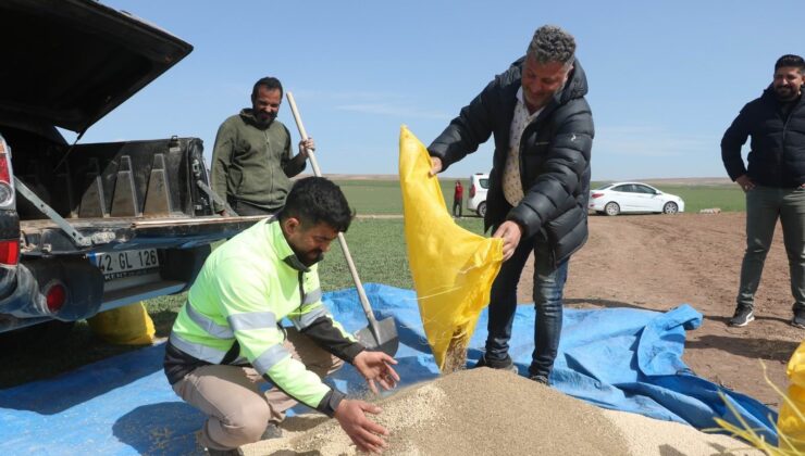 Konya’nın Kulu ilçesinde ilk defa anason ekimi gerçekleştirildi