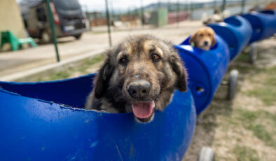 Plastik varillerden yaptığı ‘tren’le engelli köpekleri gezdiriyor