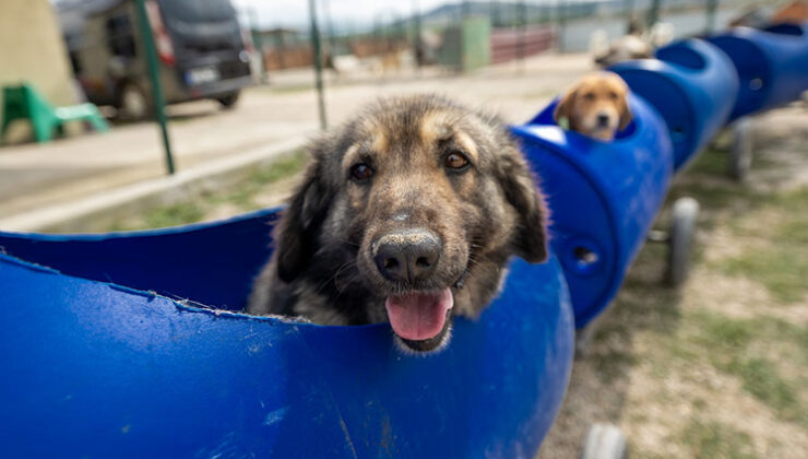 Plastik varillerden yaptığı ‘tren’le engelli köpekleri gezdiriyor