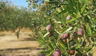 Türkiye zeytin ihracatında rekora doğru koşuyor!