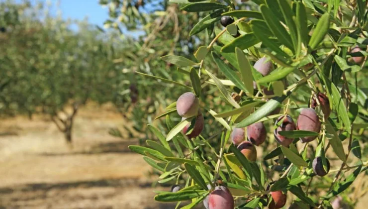 Türkiye zeytin ihracatında rekora doğru koşuyor!