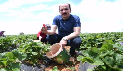 Konya ‘Hüyük Çileği’ artık Avrupalı!