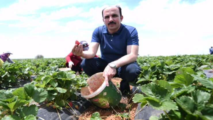 Konya ‘Hüyük Çileği’ artık Avrupalı!