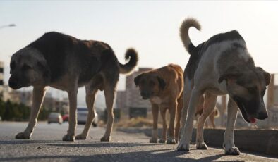 Konya’da Başıboş Köpek Tehlikesi Giderek Artıyor!