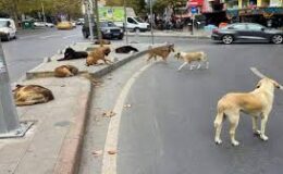 BAŞIBOŞ KÖPEKLER CAN ALMAYA DEVAM EDİYOR!