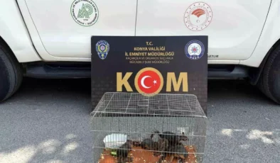 Konya’da Sincap Kaçakçılığına Operasyon!
