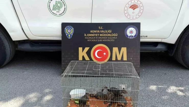 Konya’da Sincap Kaçakçılığına Operasyon!