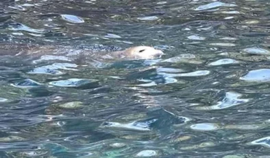 Muğla’da Sürpriz Karşılaşma: Nesli Tükenmekte Olan Akdeniz Foku Fethiye’de Görüntülendi!