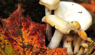 🍄 SON DAKİKA: Orman Mantarı Zehirlenmesi Can Aldı! Her Bulduğunuzu Yemeyin Uyarısı!