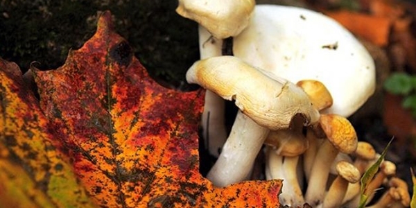 🍄 SON DAKİKA: Orman Mantarı Zehirlenmesi Can Aldı! Her Bulduğunuzu Yemeyin Uyarısı!