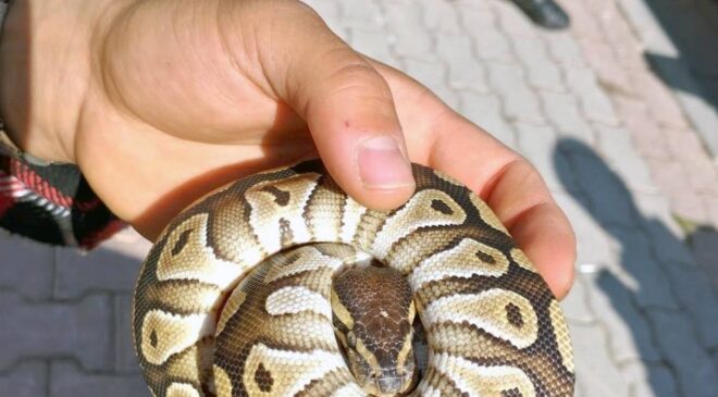 Cebinden Çıkan Şey ‘Pes’ Dedirtti: Ekipler Hemen Harekete Geçti!