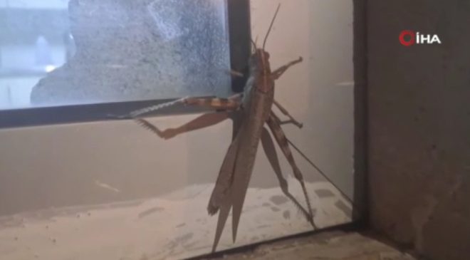 SİLVAN’DA DEV ZİYARETÇİ: GÜVENLİK KULÜBESİNE ÇARPAN ETÇİL ÇEKİRGE ŞAŞKINA ÇEVİRDİ!