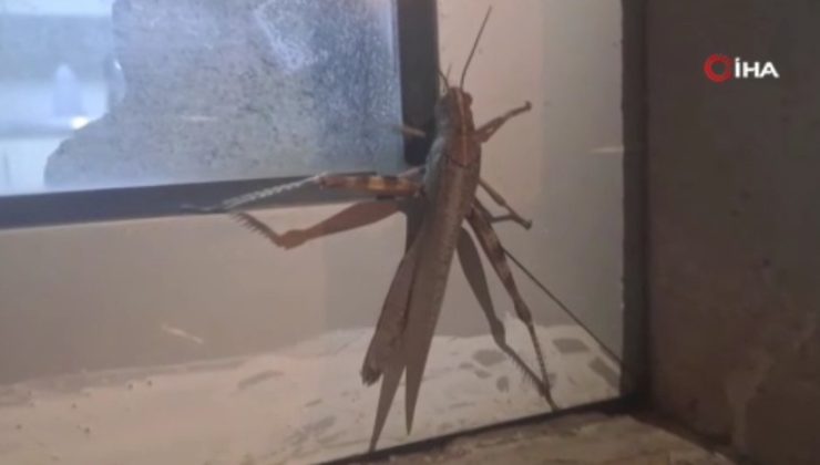 SİLVAN’DA DEV ZİYARETÇİ: GÜVENLİK KULÜBESİNE ÇARPAN ETÇİL ÇEKİRGE ŞAŞKINA ÇEVİRDİ!