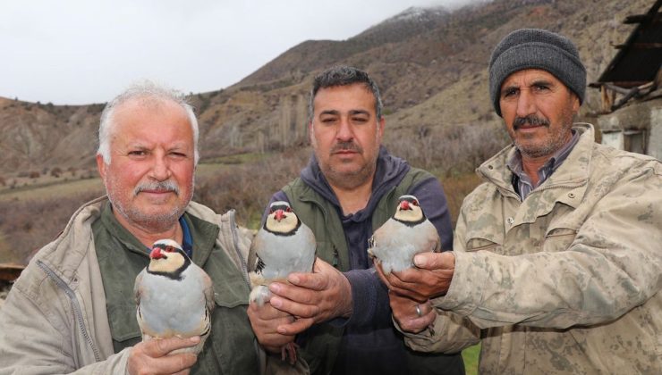 Oltu Dağlarında “Kınalı” Takip: 350 Keklik Bilim Adına Halkalandı