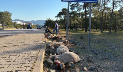 FETHİYE’DE MOTOSİKLET FACİASI: 8 KOYUN TELEF OLDU, SÜRÜCÜ HASTANELİK!