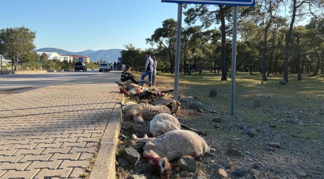 FETHİYE’DE MOTOSİKLET FACİASI: 8 KOYUN TELEF OLDU, SÜRÜCÜ HASTANELİK!