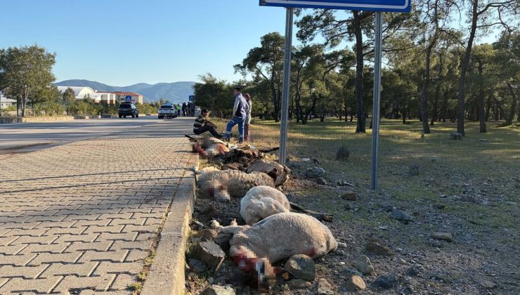 FETHİYE’DE MOTOSİKLET FACİASI: 8 KOYUN TELEF OLDU, SÜRÜCÜ HASTANELİK!