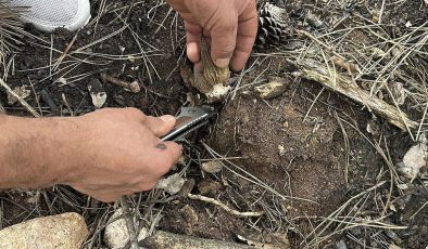 KÜLLERİNDEN SERVET DOĞDU: KASTAMONU’DA “KUZUGÖBEĞİ” MANTARI BOLLUĞU!