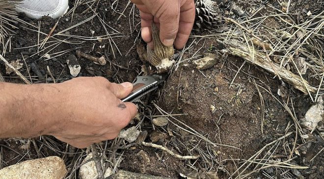 KÜLLERİNDEN SERVET DOĞDU: KASTAMONU’DA “KUZUGÖBEĞİ” MANTARI BOLLUĞU!