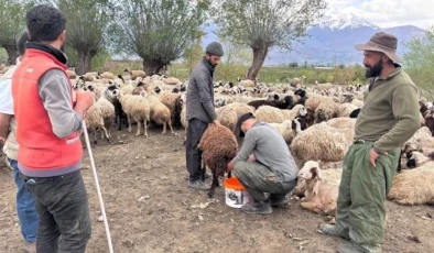 ERZİNCAN YAYLALARINDA YENİ DÖNEM: AFGAN ÇOBANLAR İŞ BAŞI YAPTI!