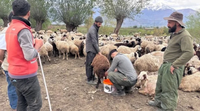 ERZİNCAN YAYLALARINDA YENİ DÖNEM: AFGAN ÇOBANLAR İŞ BAŞI YAPTI!