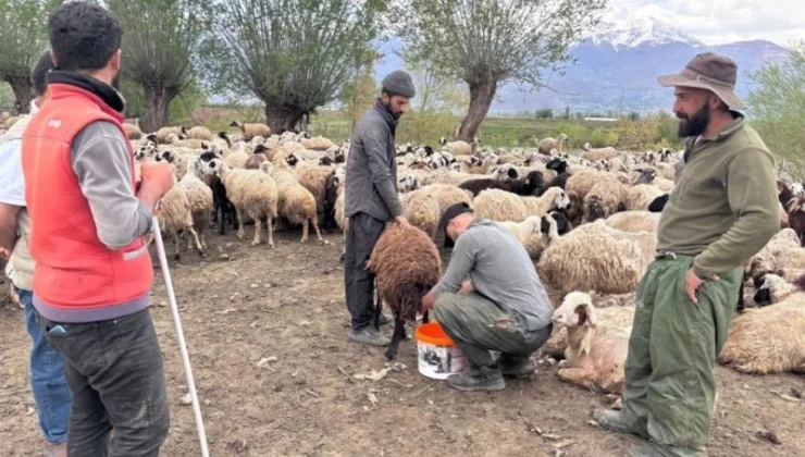 ERZİNCAN YAYLALARINDA YENİ DÖNEM: AFGAN ÇOBANLAR İŞ BAŞI YAPTI!