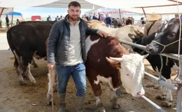 ANADOLU’DA REKOR SATIŞ: KIRŞEHİR’DE 830 KİLOLUK DEV TOSUN 300 BİN TL’YE ALICI BULDU! FİYATI ARABAYLA YARIŞIYOR!