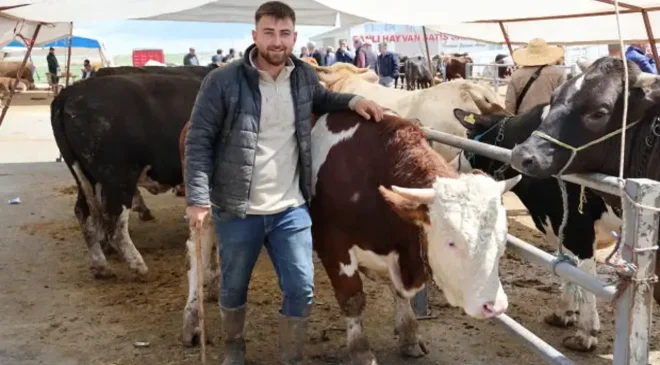ANADOLU’DA REKOR SATIŞ: KIRŞEHİR’DE 830 KİLOLUK DEV TOSUN 300 BİN TL’YE ALICI BULDU! FİYATI ARABAYLA YARIŞIYOR!
