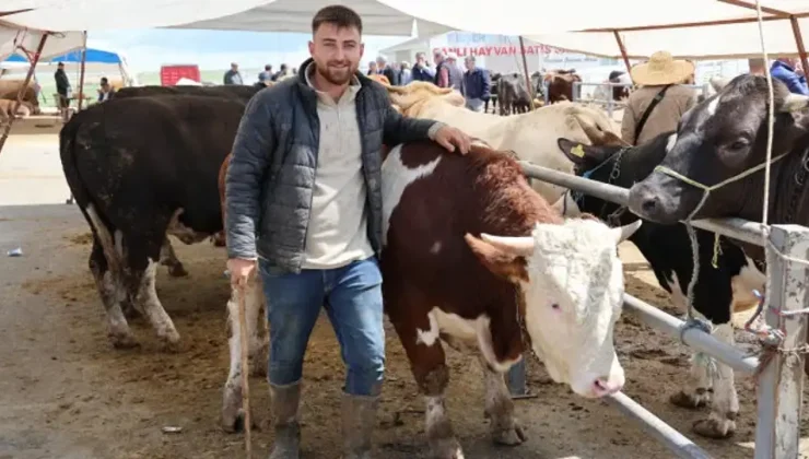 ANADOLU’DA REKOR SATIŞ: KIRŞEHİR’DE 830 KİLOLUK DEV TOSUN 300 BİN TL’YE ALICI BULDU! FİYATI ARABAYLA YARIŞIYOR!