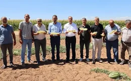 KONYA’DA 150 YILLIK MUCİZE: KİMYASALSIZ VE SUSUZ YETİŞEN SARI İÇLİ ‘TATAR KARPUZU’ İÇİN TESCİL ALARMI!