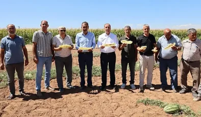 KONYA’DA 150 YILLIK MUCİZE: KİMYASALSIZ VE SUSUZ YETİŞEN SARI İÇLİ ‘TATAR KARPUZU’ İÇİN TESCİL ALARMI!