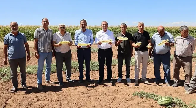 KONYA’DA 150 YILLIK MUCİZE: KİMYASALSIZ VE SUSUZ YETİŞEN SARI İÇLİ ‘TATAR KARPUZU’ İÇİN TESCİL ALARMI!