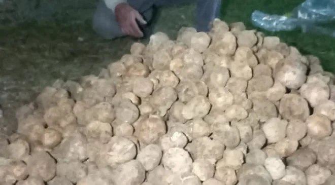 KONYA’DA YER ALTI DEFİNESİ: TOPRAĞI KAZIP GÜNLÜK 60 BİN TL KAZANIYOR!