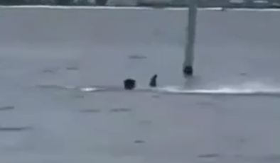 DONANMA ÜSSÜNDE DEHŞET SAATİ! ÖĞLE MOLASINDA DENİZE GİREN SİVİL PERSONEL KÖPEKBALIĞININ KURBANI OLDU!