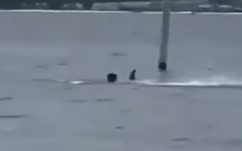 DONANMA ÜSSÜNDE DEHŞET SAATİ! ÖĞLE MOLASINDA DENİZE GİREN SİVİL PERSONEL KÖPEKBALIĞININ KURBANI OLDU!
