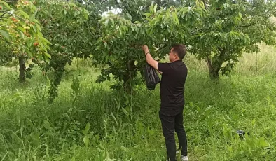 Konya’da Mikro İklim Harikası: Tescilli Akşehir Kirazında Rekolte Sevinci, Ürünün Yüzde 80’i İhraç Edilecek!