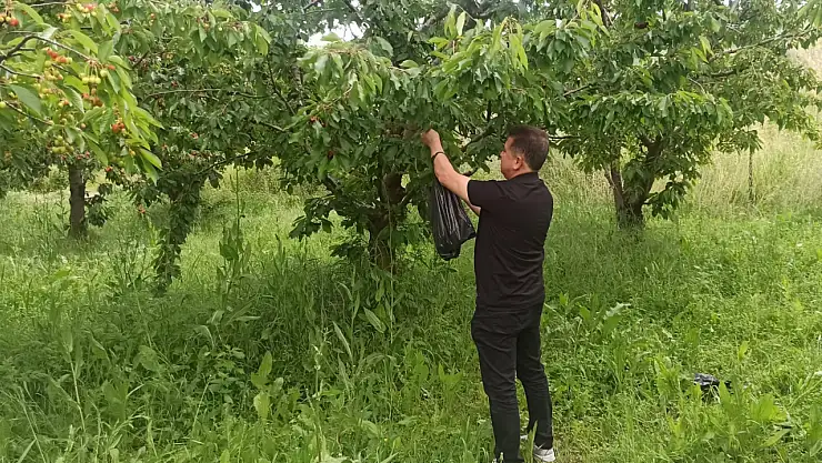 Konya’da Mikro İklim Harikası: Tescilli Akşehir Kirazında Rekolte Sevinci, Ürünün Yüzde 80’i İhraç Edilecek!
