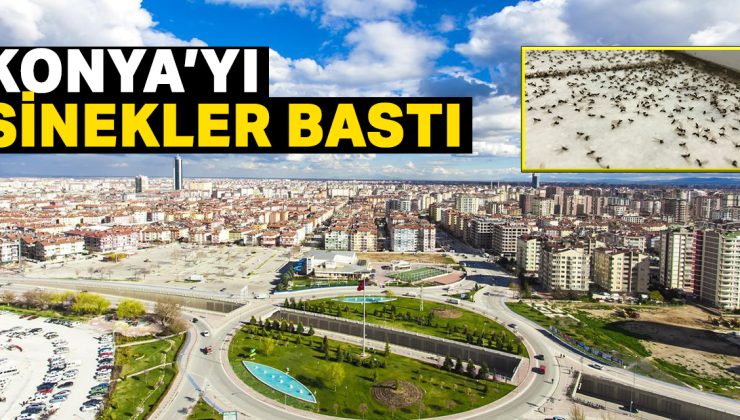 KONYA’DA SİNEK KABUSU: VATANDAŞLAR BELEDİYELERDEN ACİL İLAÇLAMA BEKLİYOR!