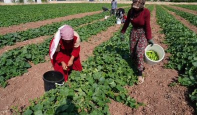 “Yeşil Altın” Hasadı Başladı: Milyonların Sofrasını Süslüyor!