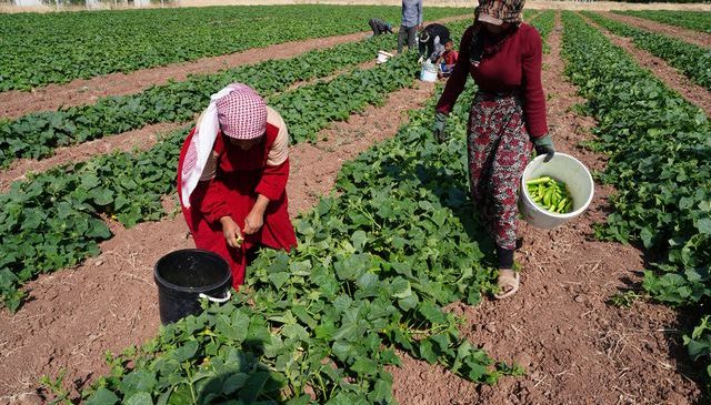 “Yeşil Altın” Hasadı Başladı: Milyonların Sofrasını Süslüyor!
