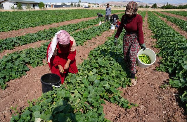 “Yeşil Altın” Hasadı Başladı: Milyonların Sofrasını Süslüyor!