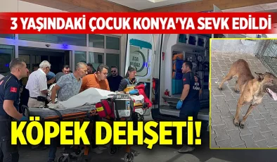 Sahibinden Kaçan Belçika Kurdu 3 Yaşındaki Çocuğa Saldırdı!