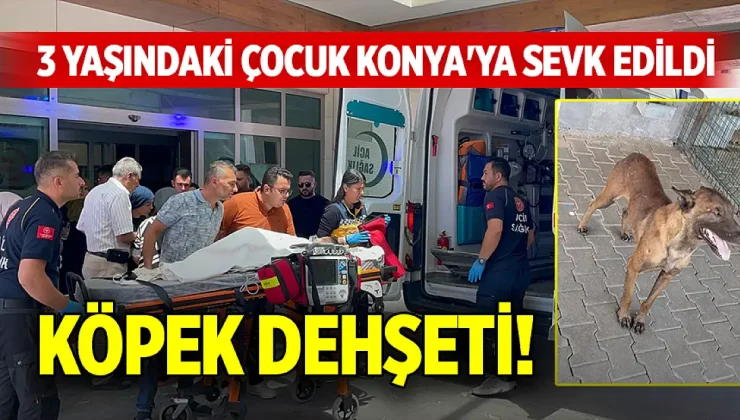 Sahibinden Kaçan Belçika Kurdu 3 Yaşındaki Çocuğa Saldırdı!
